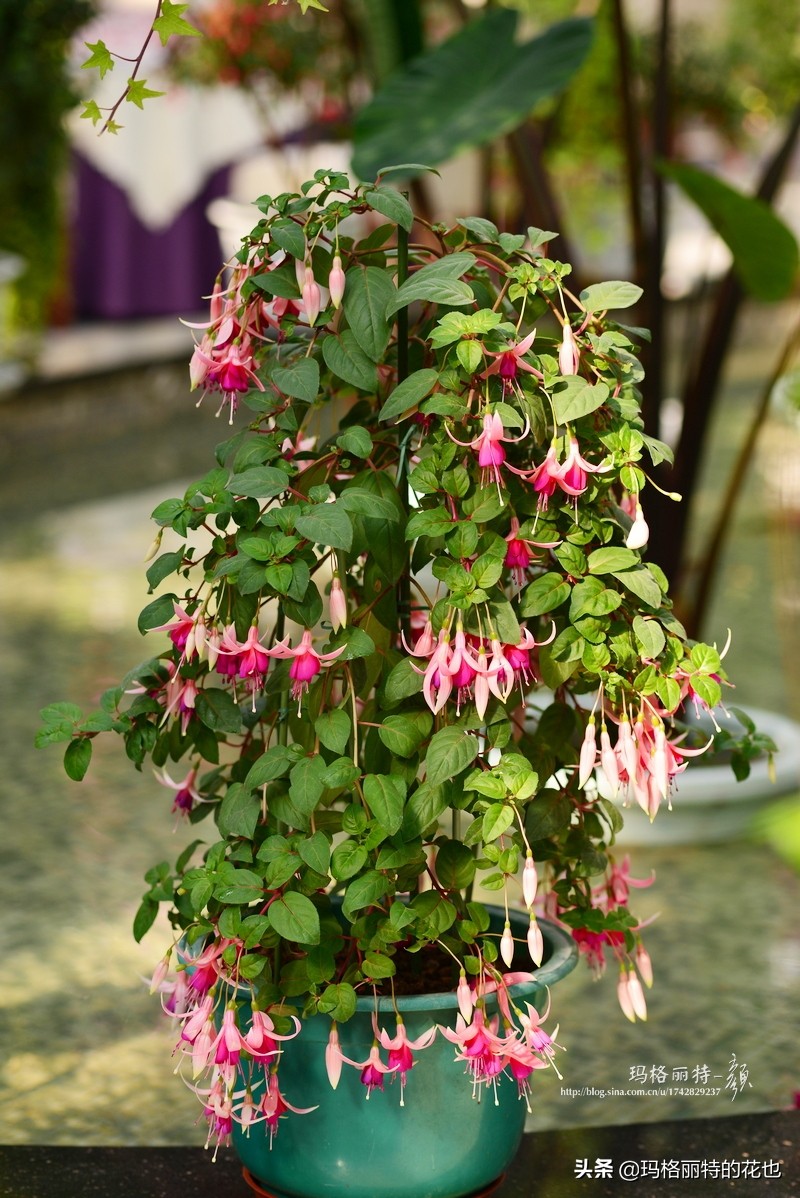 园丁金挂有排期吗,吊钟海棠怎么养护