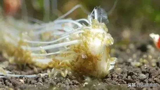 那些年让你防不胜防的草缸偷渡客