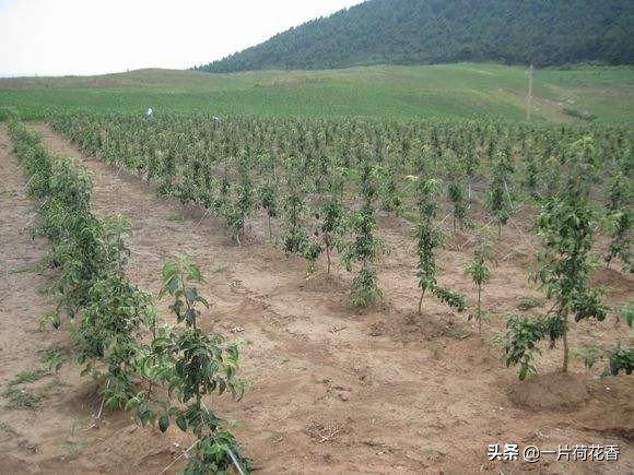 新栽桃树整形剪枝，不能忘记做好2件事，让桃树生长更加旺盛