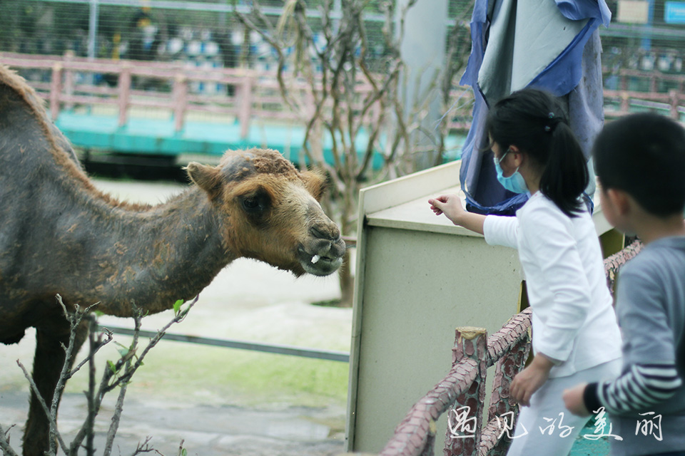 百万葵园有多坑,百万葵园免门票