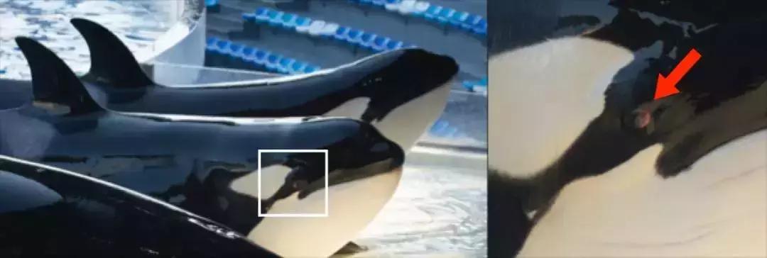 难得一见海洋动物表演,看不完的海洋动物和表演