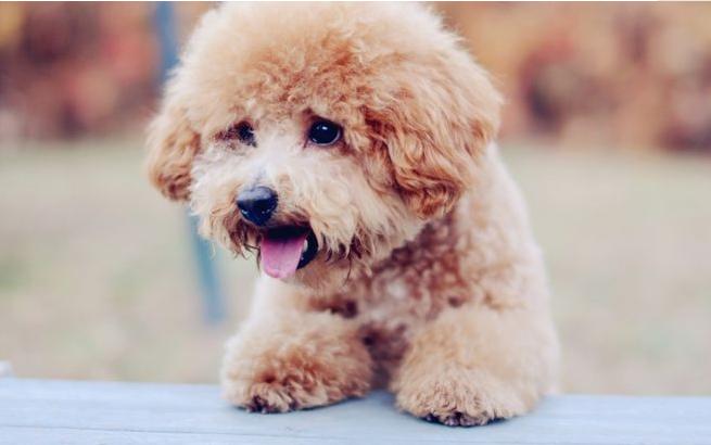 六个月泰迪需要补充什么营养,3个月的泰迪应该吃什么才有营养