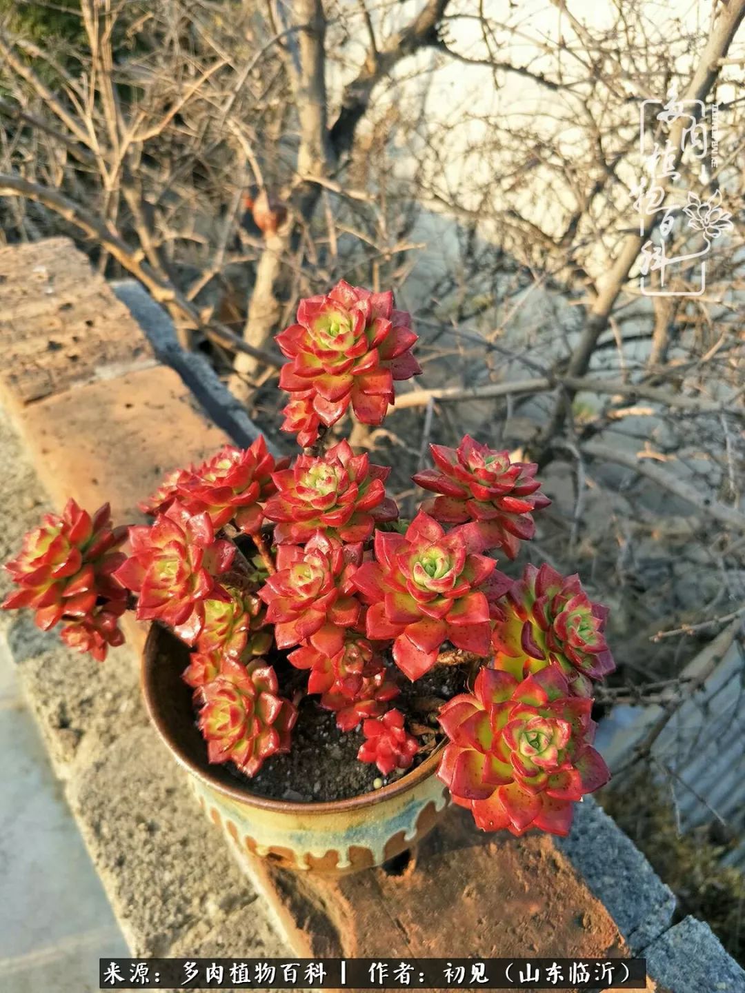 四季颜值在线的多肉,多肉的每一天