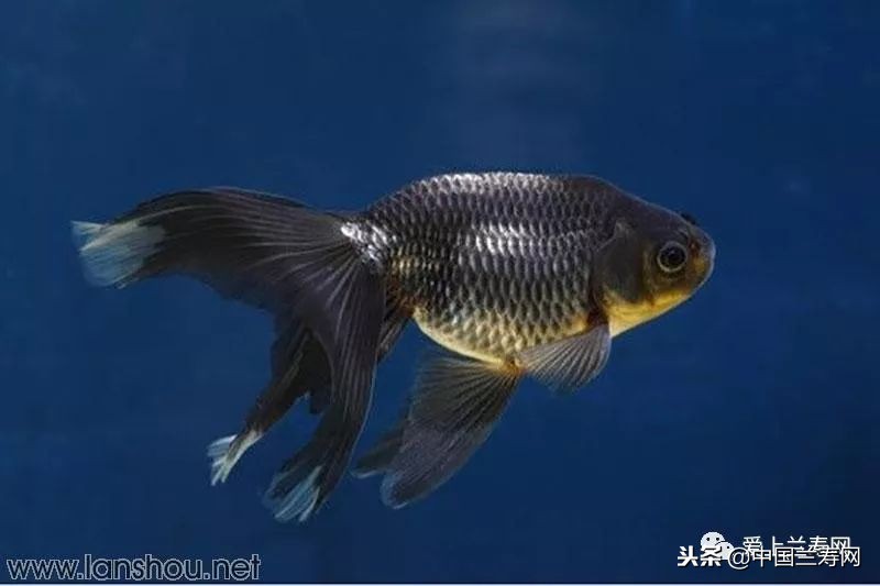 十大最稀有的金鱼品种,比较大的金鱼品种有哪些