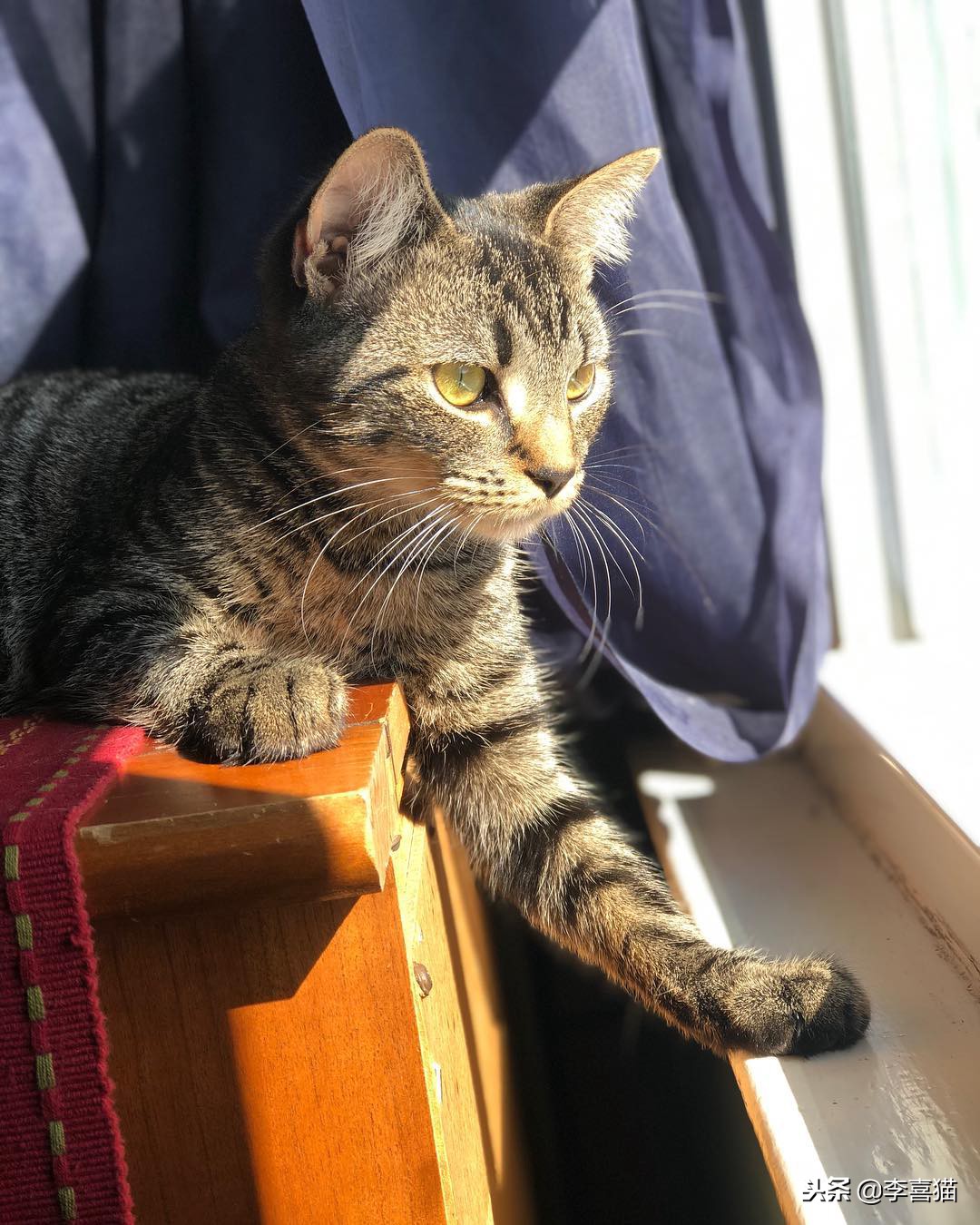 猫咪拉稀不吃饭没精神拒食,猫咪拒食