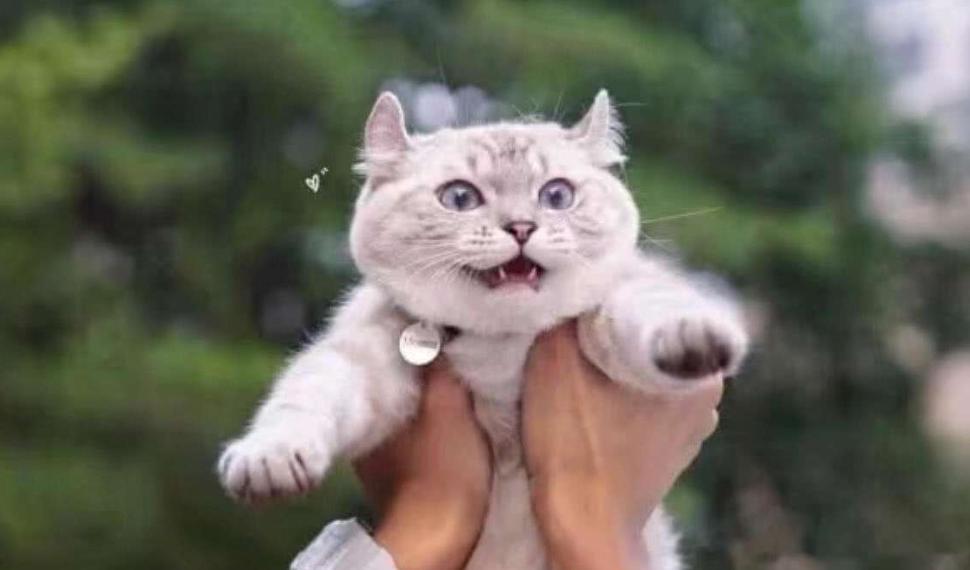 猫咪发情期怎么办？铲屎官们可以这样解决，快来看看吧