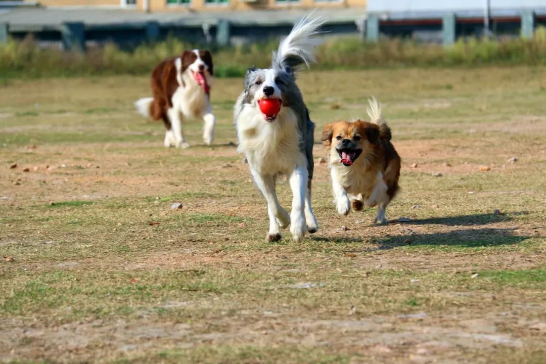 到美国留学被遣返怎么办,在美国留学有多危险