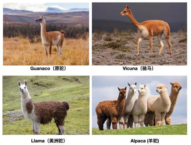 包括羊驼的十大神兽羊驼简介,最好的神兽羊驼