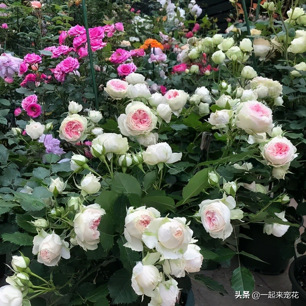 月季花质量排行榜,十大高颜值月季