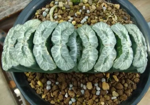 多肉植物好养又容易开花,长相怪异的9种多肉植物