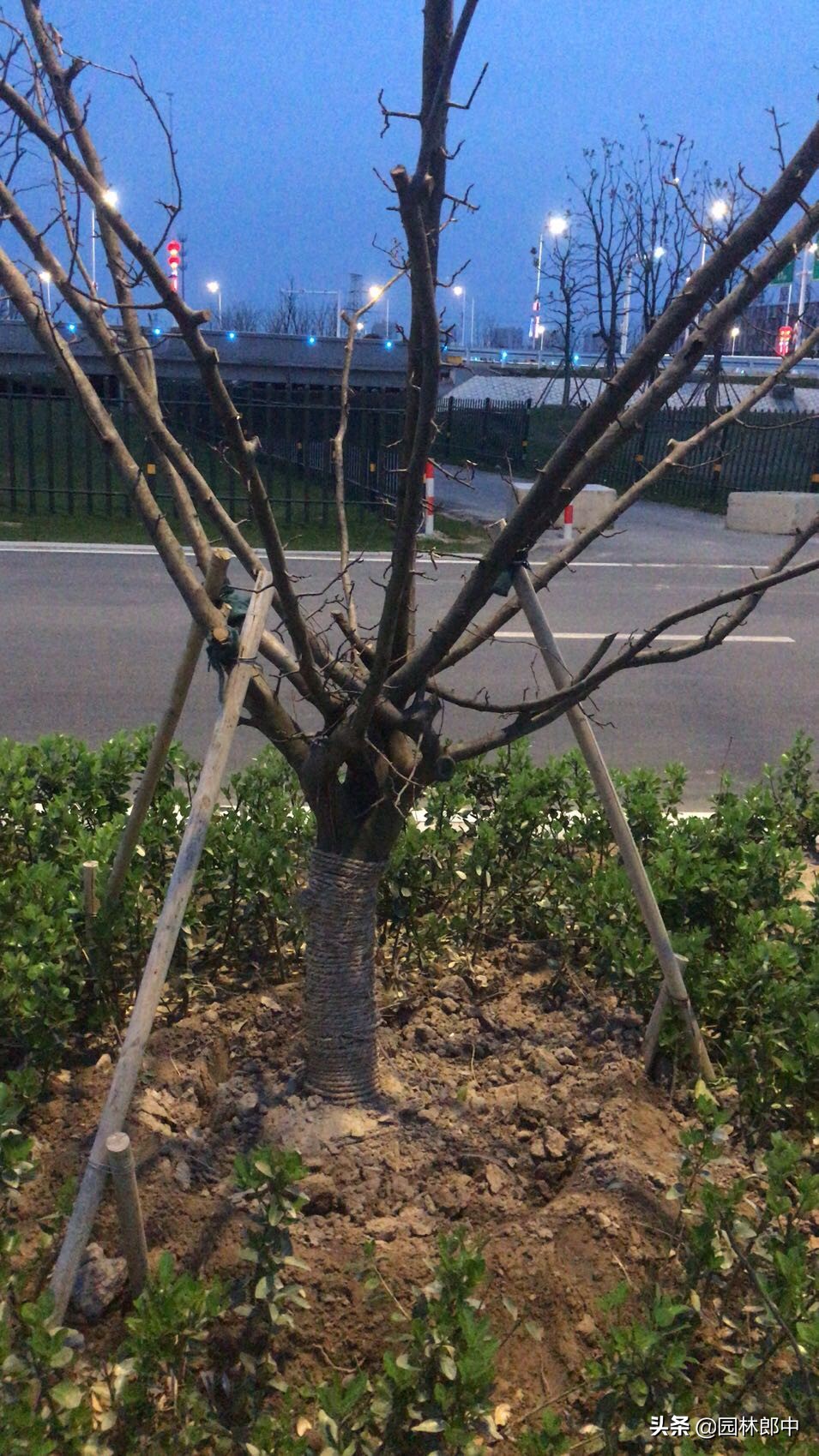 树木移植后叶子蔫了还会发芽吗,移植树木为何发芽又枯萎