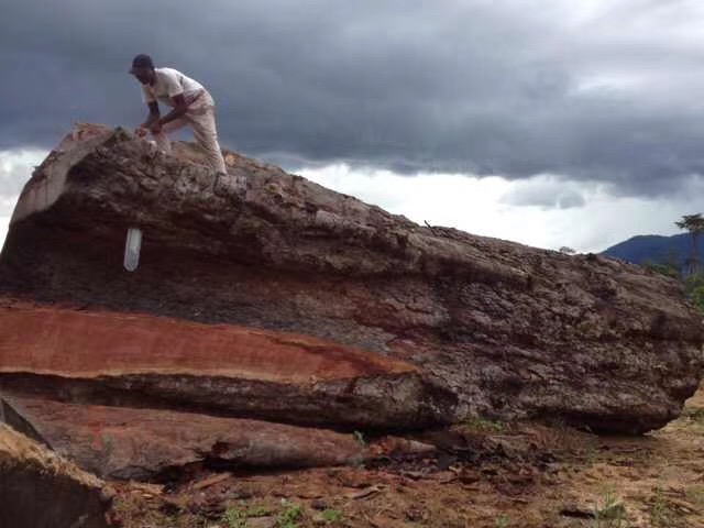 河南小伙认识的非洲酋长，酋长春节送礼，竟然是千年的珍贵古树