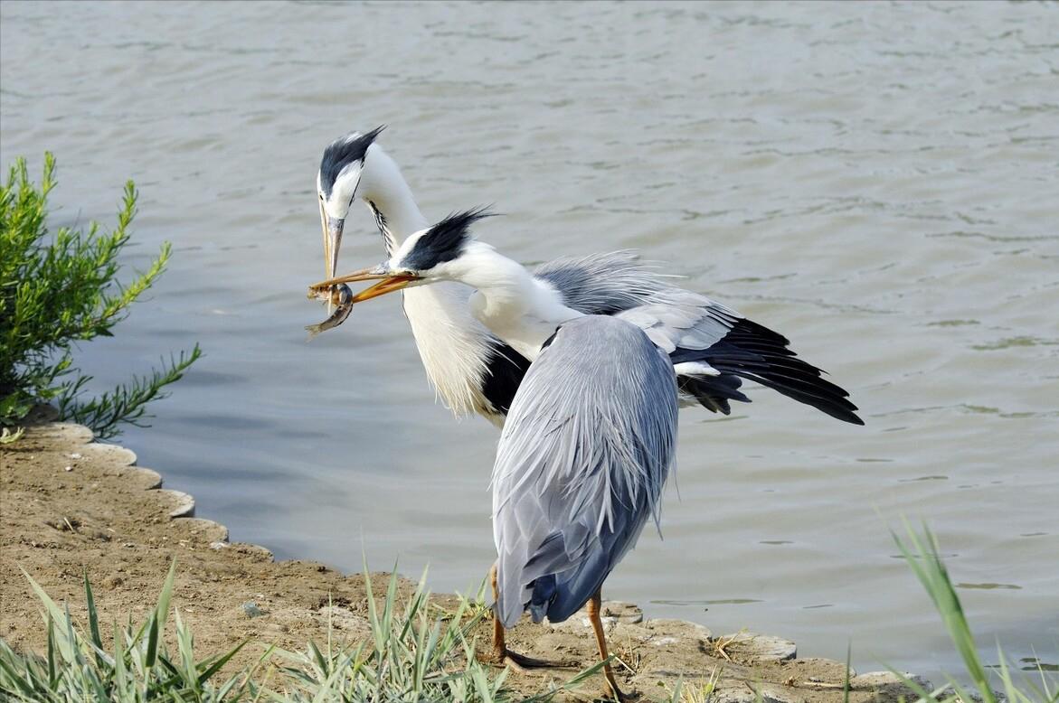 物理中考总复习光现象,中考物理总复习光现象讲解