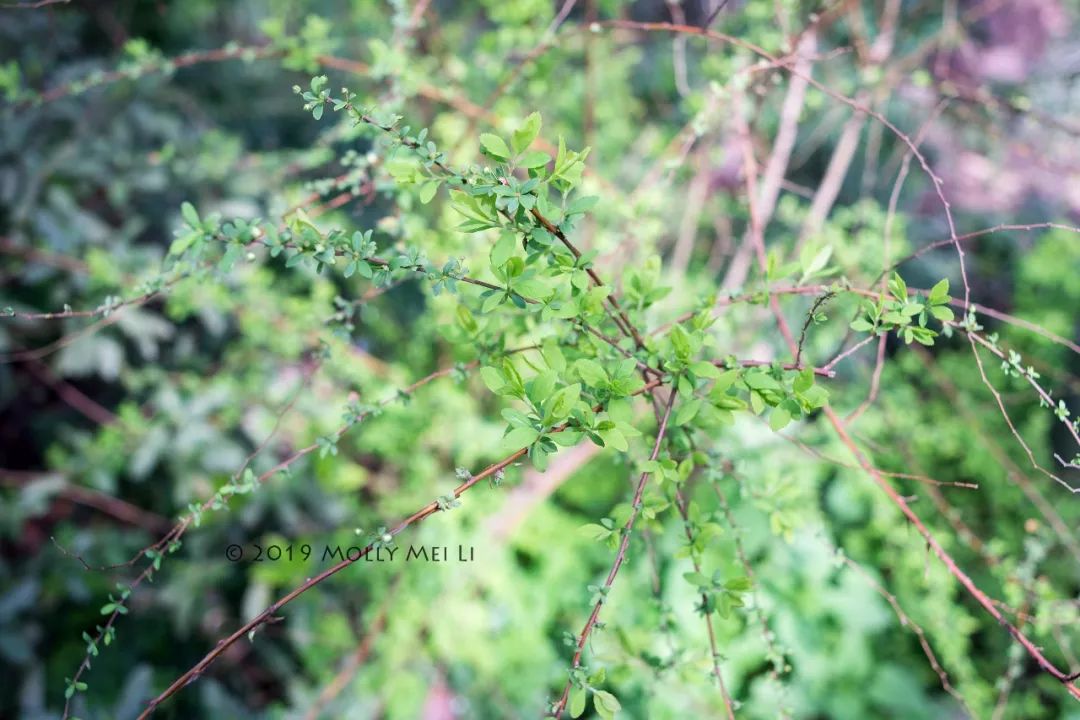 康泰时f2镜头评测,康泰时contaxg21f2.8镜头