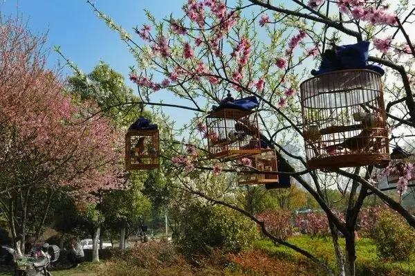 南京的春天,南京的春天视频