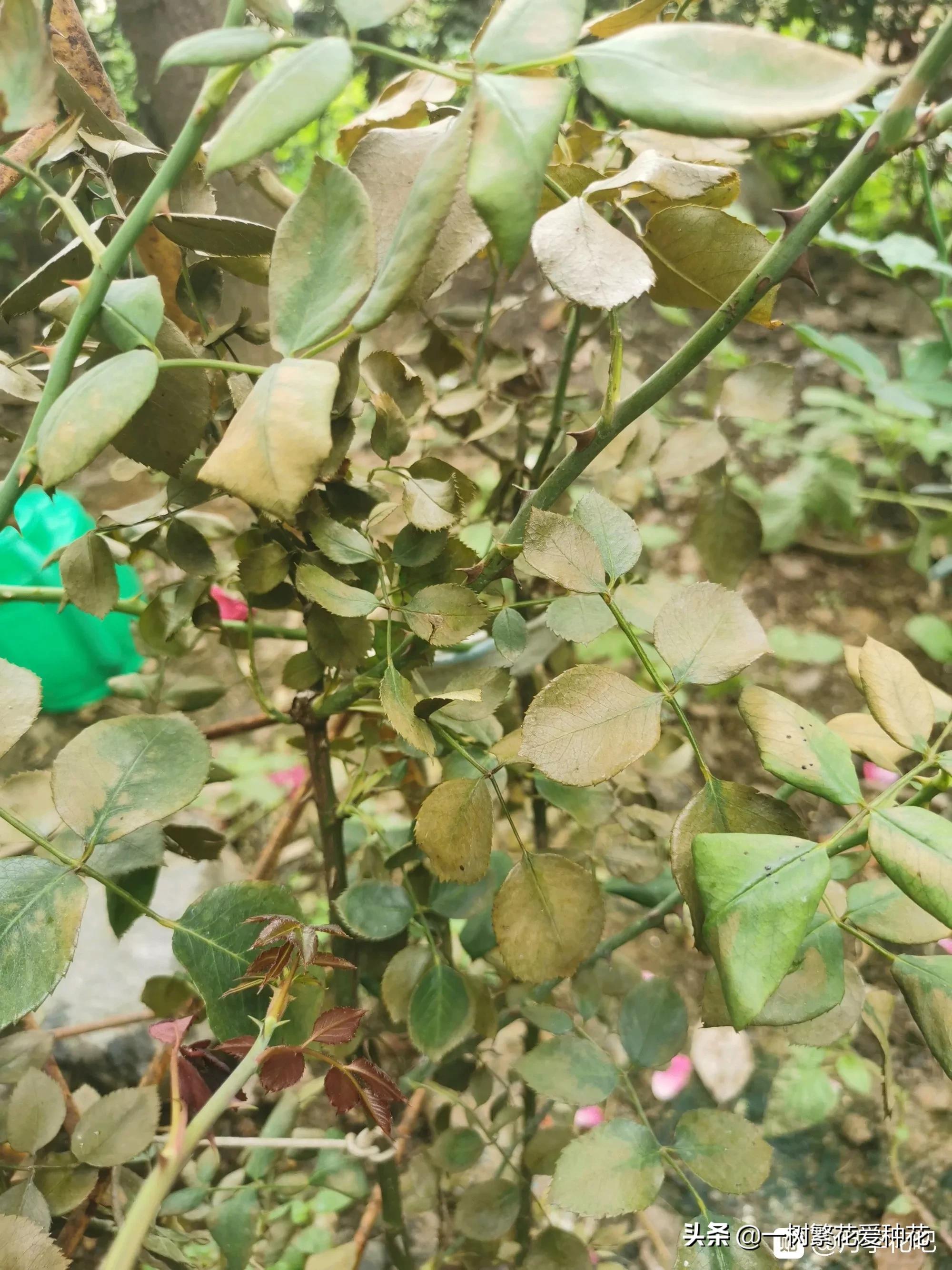 月季开花晒了太阳蔫了补救,月季叶子枯萎像缺水了一样