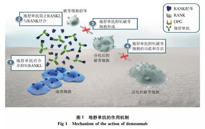 治疗骨转移的新*器武**！关于地舒单抗你必须要知道的5个真相