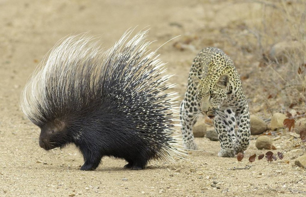 有趣的钱币之非洲篇——赞比亚克瓦查