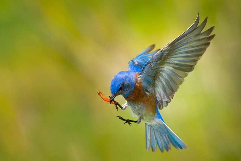 适合野生动物摄影器材,2020最佳旅游相机排行
