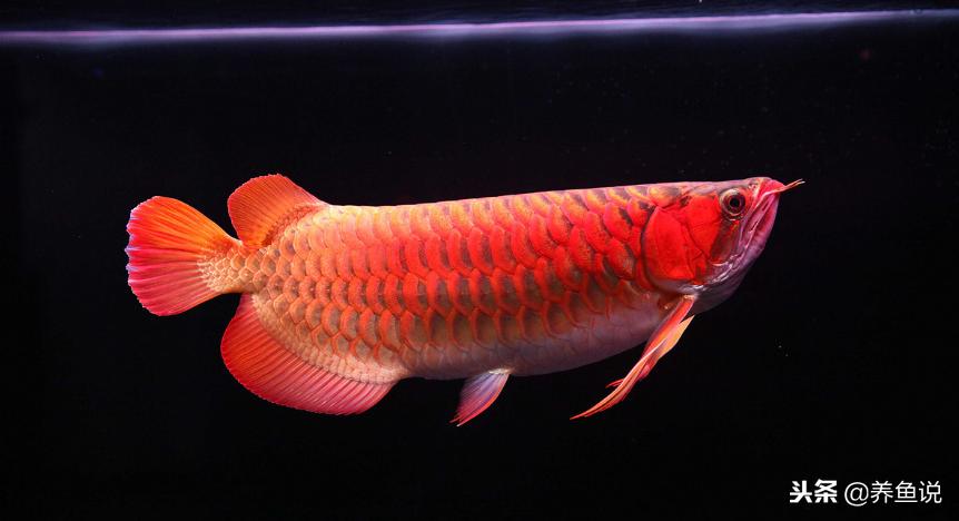 鱼缸中的硝化细菌主要在哪里,鱼缸中的硝化细菌有什么作用