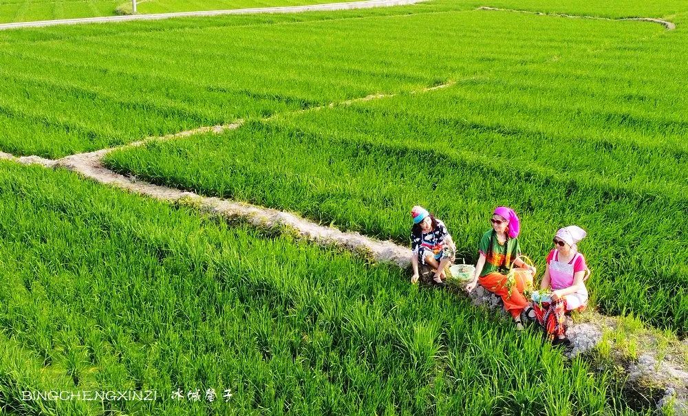 做把“村姑”，走进海南灯火灿烂的火龙果园