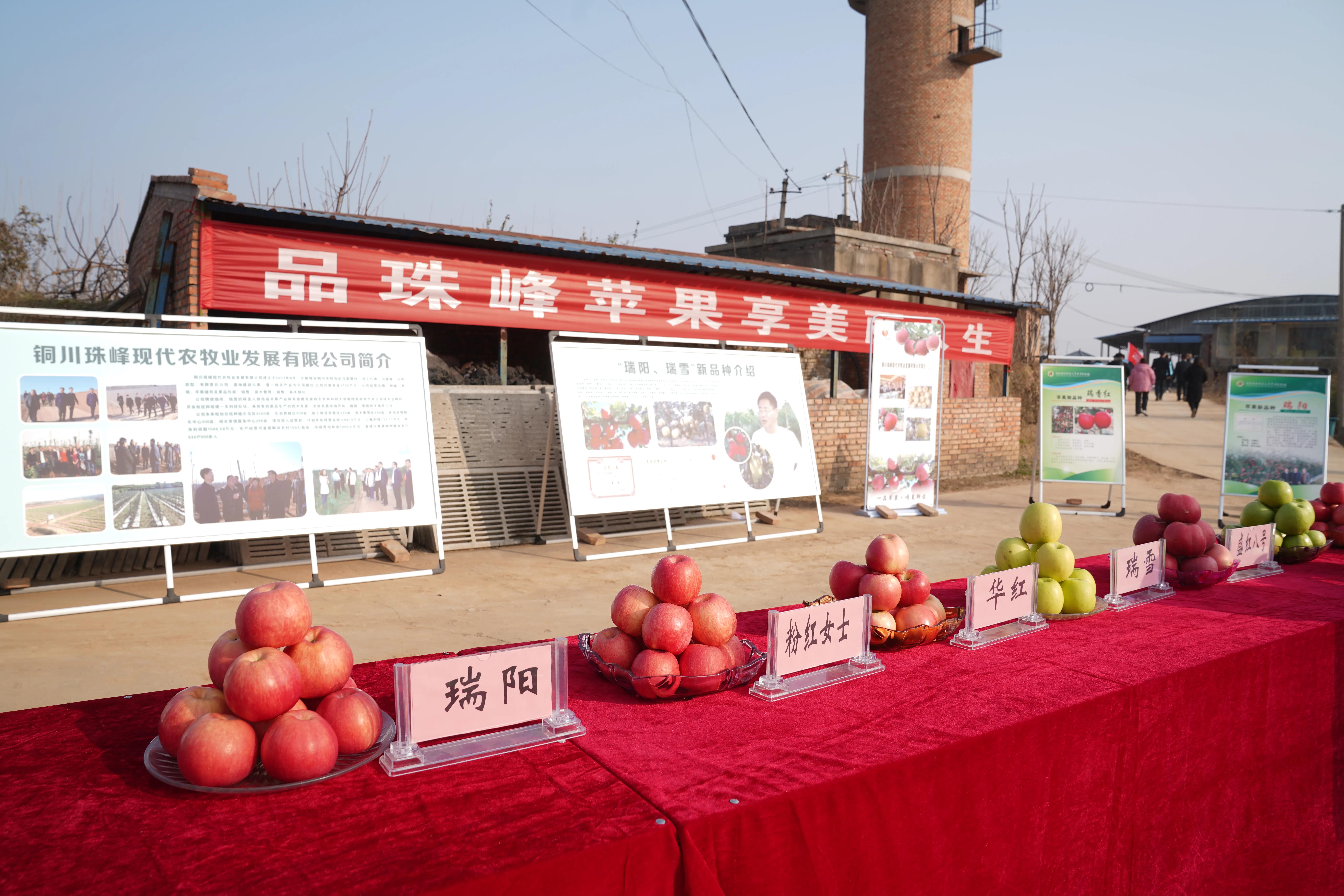 陕西铜川果品,铜川印台镇果业