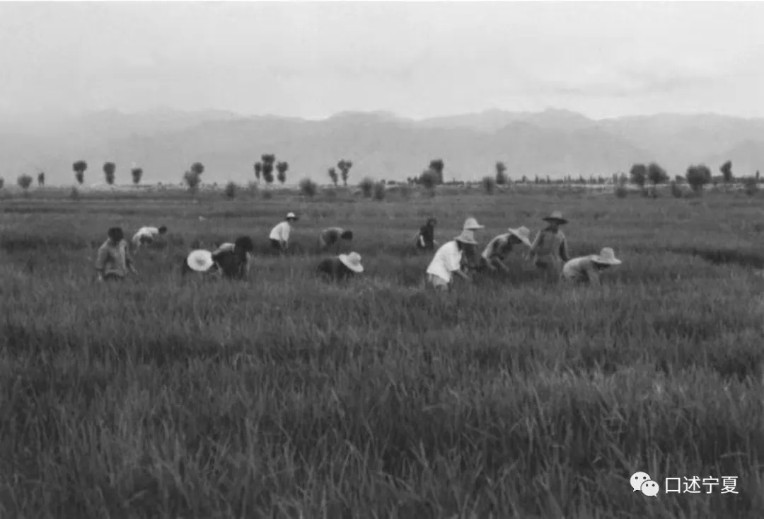 宁夏农垦创业时期的大中专学生,上