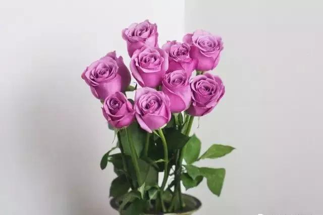 每天学习一点点花卉,100种常见玫瑰品种