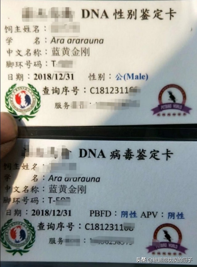 新手鹦鹉饲养技巧你知道多少呢,新手饲养鹦鹉必备知识有哪些