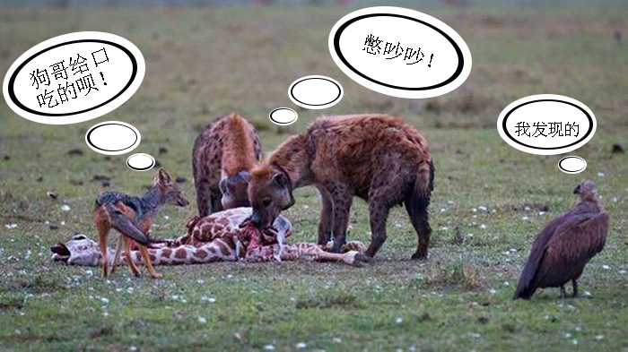 黑背胡狼智谋最高吗,黑背胡狼的弱点