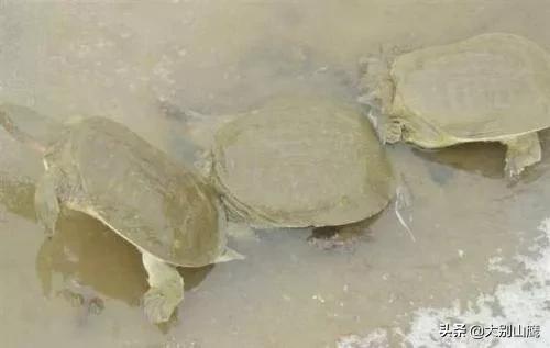 甲鱼的正确饲养方法有哪些,甲鱼如何饲养教程图解大全