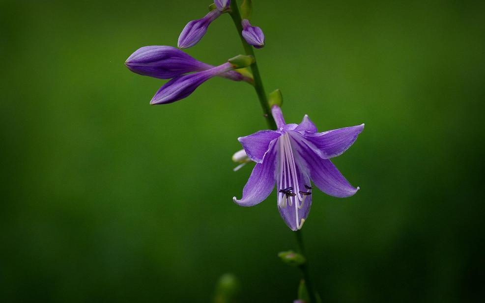 有关玉簪花的古诗词,古诗暗香的诗句