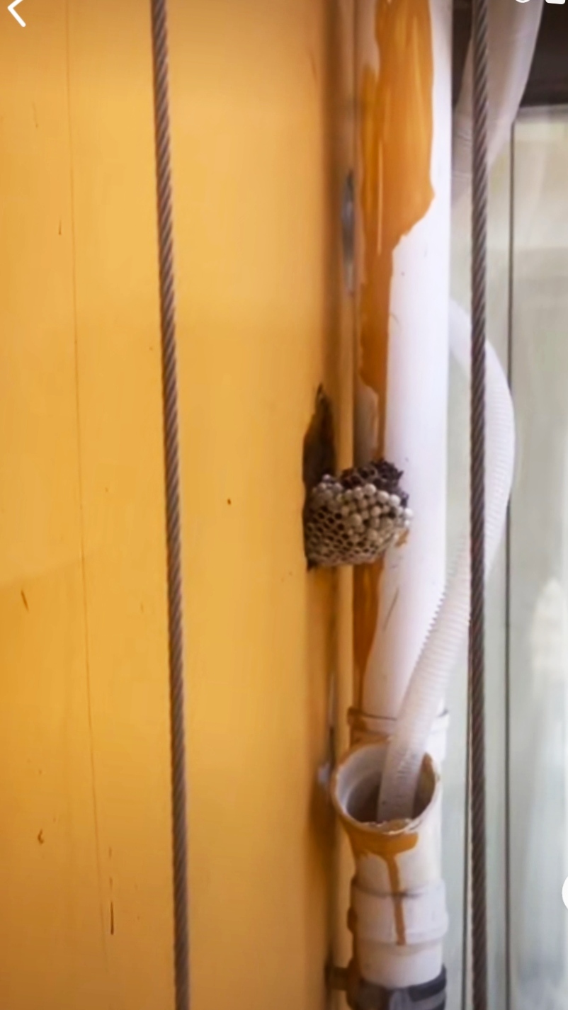 怎么去除马蜂蜜蜂窝,室内马蜂窝