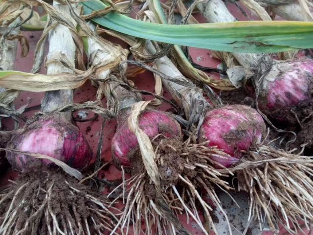 大蒜蒜薹价格今日行情,2023年大蒜价格今日行情