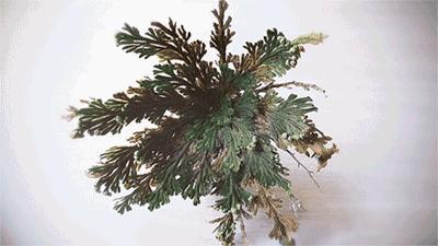 mojito澶忓娓呮柊,mojito澶忓ぉ绌挎惌