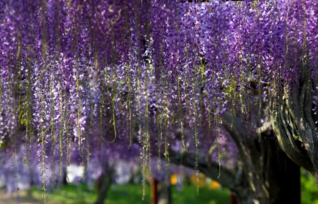 网红古树紫藤花,网红紫藤花