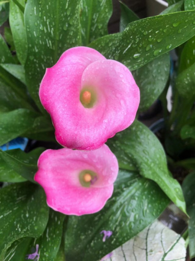 马蹄莲室内可以种吗,马蹄莲有多少种类型