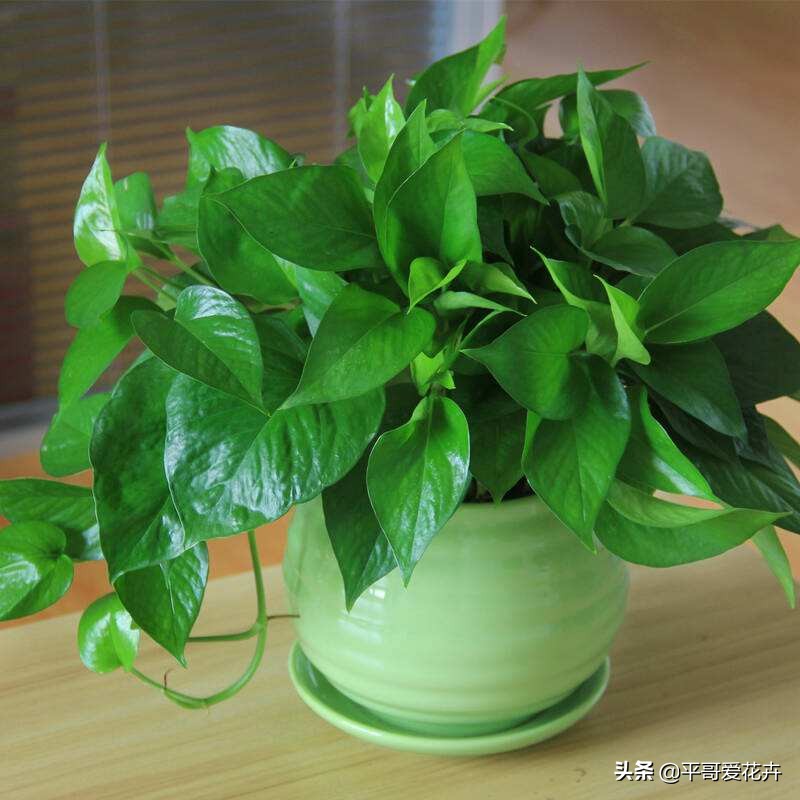 绿萝叶片发黄应该怎么治,绿萝叶片发黄是怎么回事儿