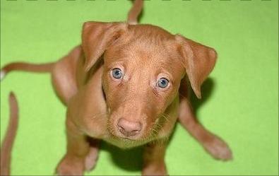 法老王猎犬是大型犬吗,法老王犬品种大全