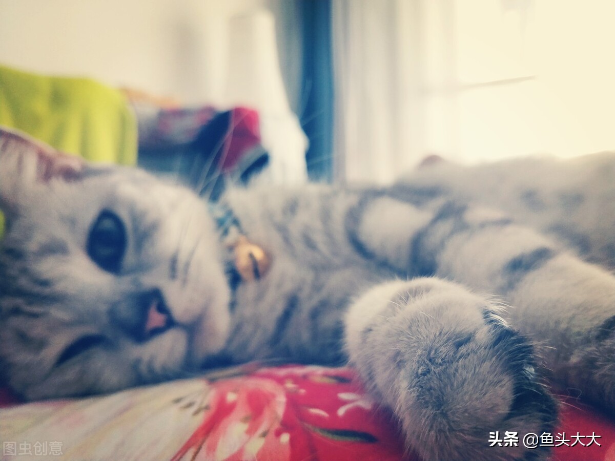 疱疹病毒杯状病毒怎么消毒,怎么分辨杯状病毒