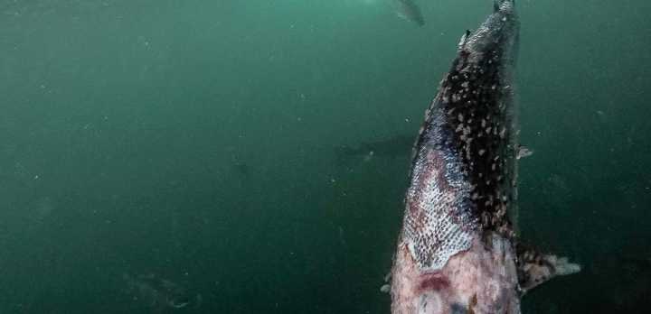 挪威三文鱼和北欧大西洋鲑鱼,德国鲑鱼和挪威三文鱼