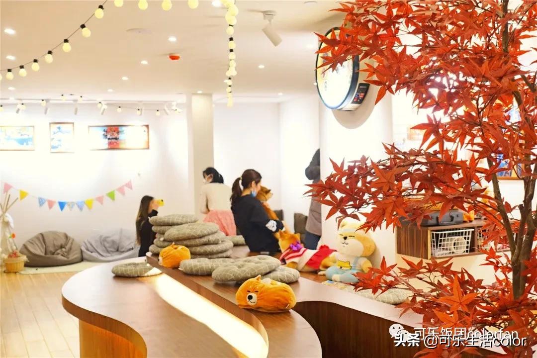 撸柴宠物乐园,广州番禺撸狗圣地