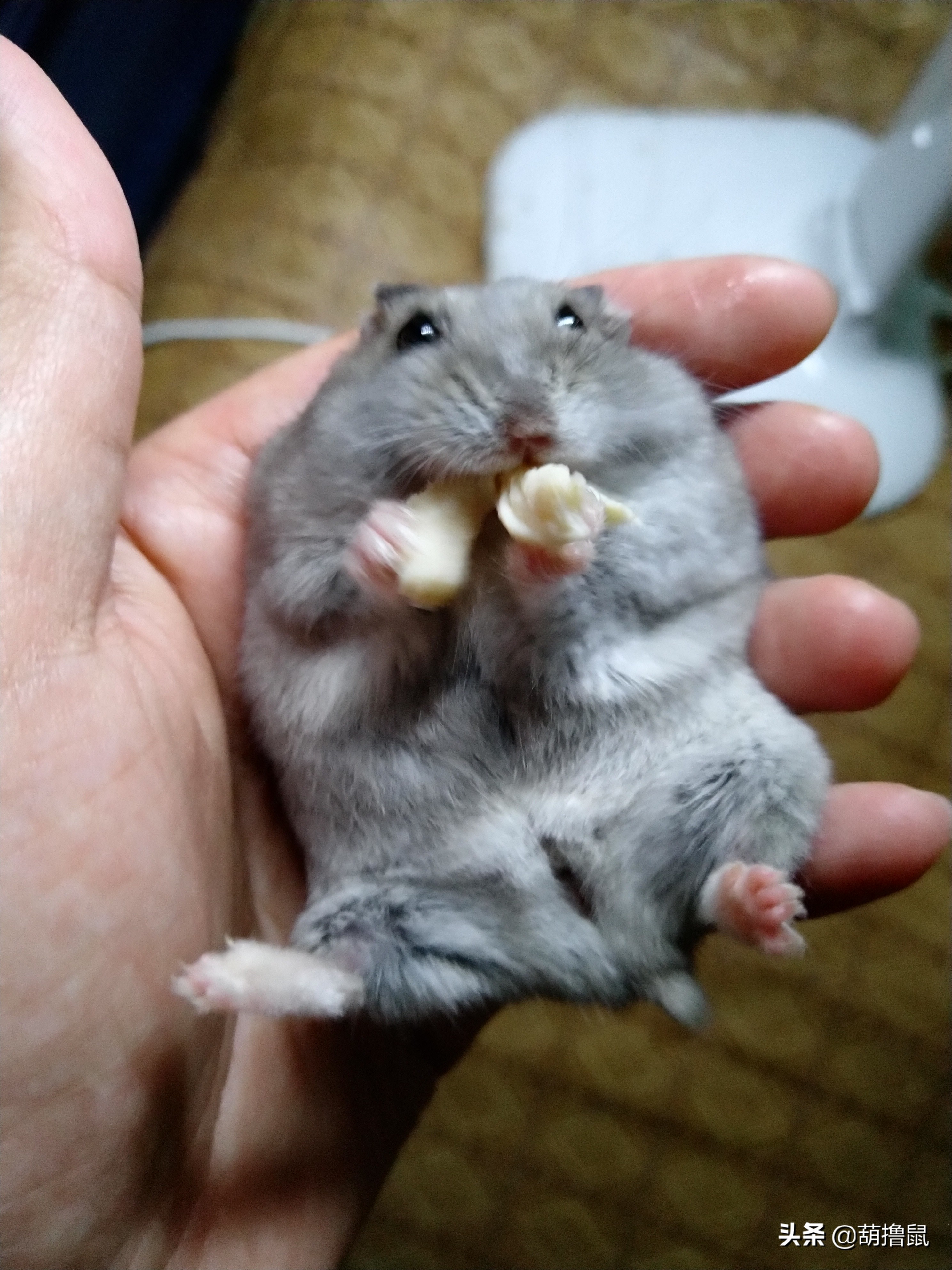 仓鼠繁育注意事项,仓鼠怀孕后的注意事项