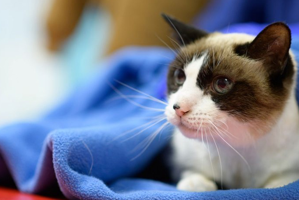 猫咪怎么洗猫爪,猫咪应该怎么护理爪子