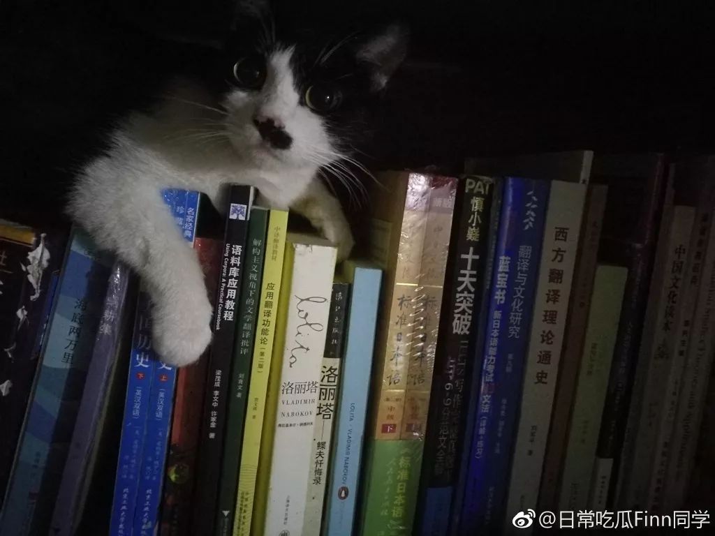 41岁宛如少女，这个“董卿的接班人”我爱了​