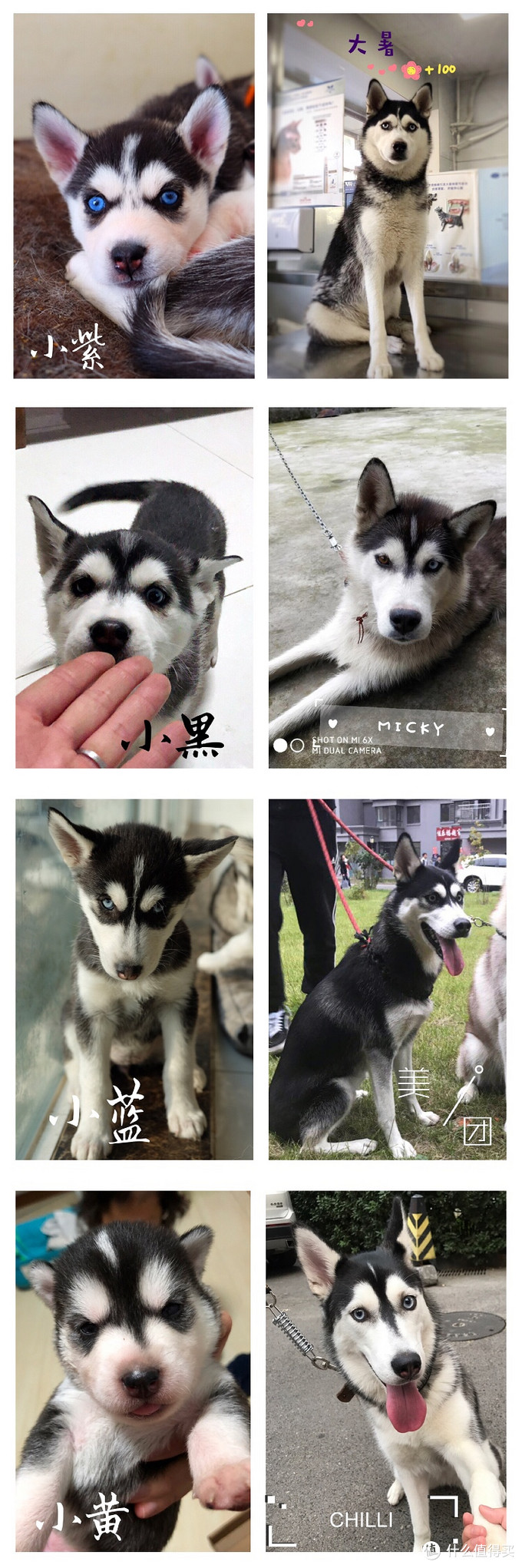 一次创世纪的生活体验—记哈士奇当妈妈