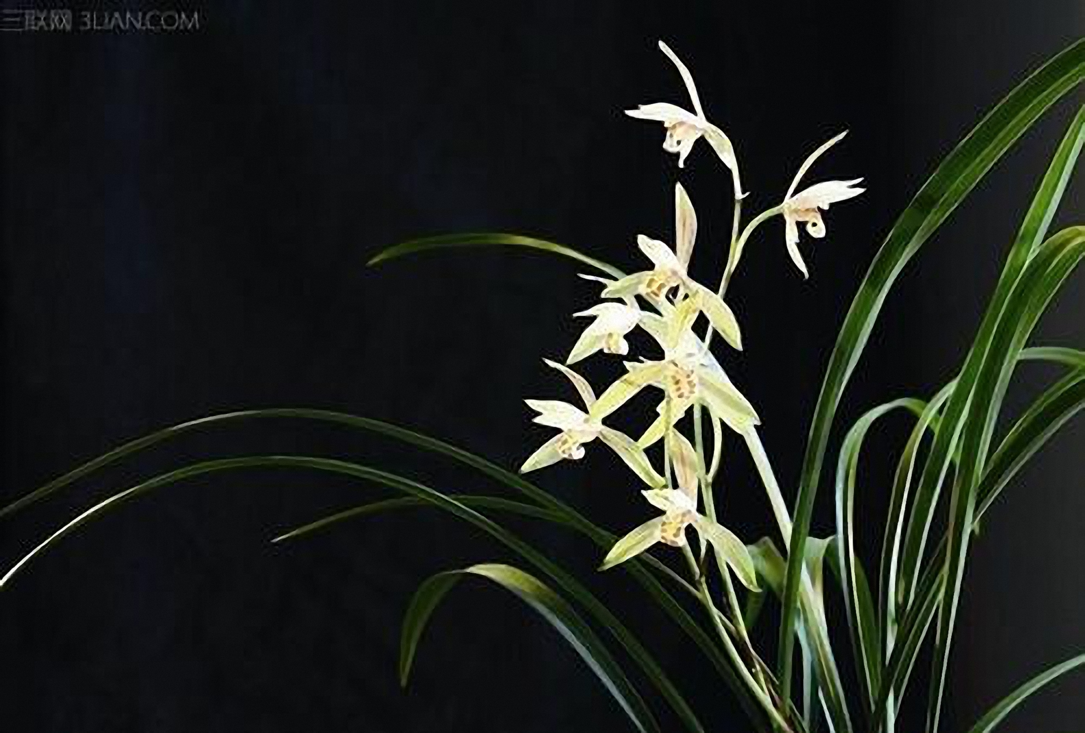 刚上盆兰花能用兰花专用营养液,兰花怎样上盆成活率高