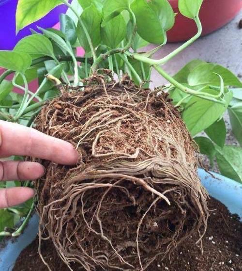 绿萝突然变黑,绿萝冬季注意这6点告别黄叶烂根