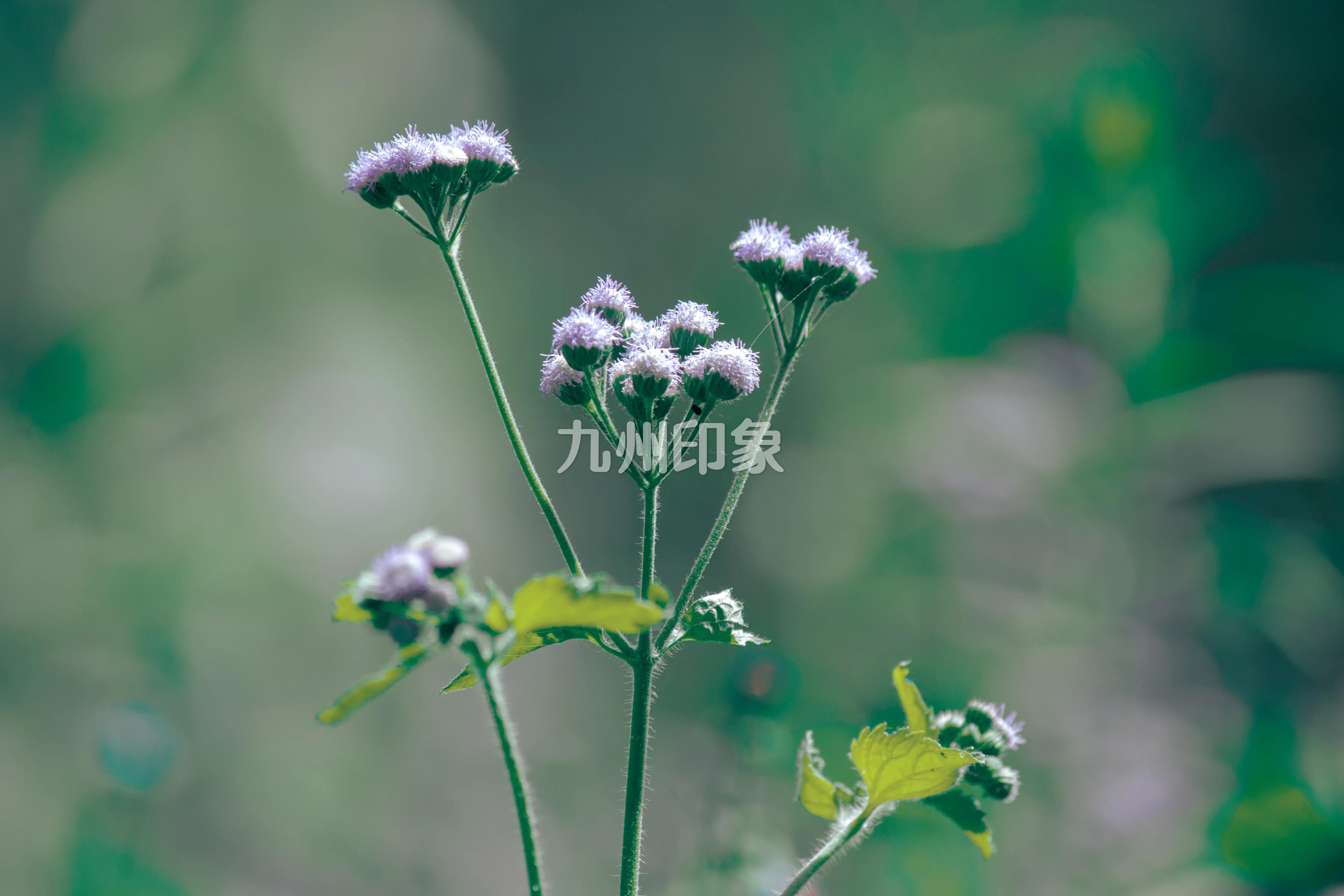 佳能70d二代参数,佳能200d二代和70d哪个好