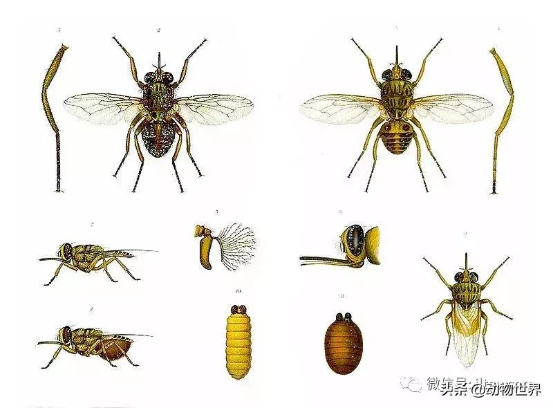 昏睡病能治吗,昏睡跟嗜睡